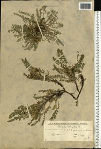 Astragalus testiculatus Pall., Eastern Europe, Lower Volga region (E9) (Russia)