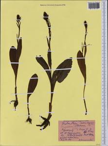 Platanthera maximowicziana Schltr., Siberia, Russian Far East (S6) (Russia)