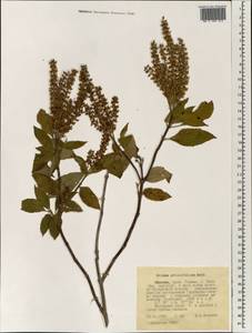 Ocimum basilicum L., Africa (AFR) (Ethiopia)