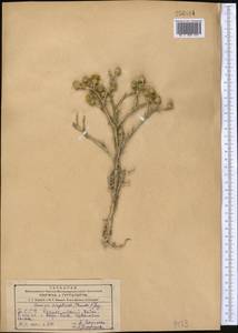 Cousinia turkmenorum Bornm., Middle Asia, Kopet Dag, Badkhyz, Small & Great Balkhan (M1) (Turkmenistan)