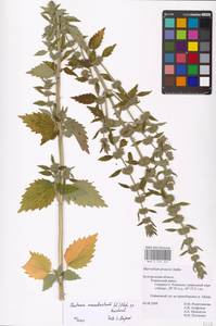 MHA 0 155 549, Chaiturus marrubiastrum (L.) Ehrh. ex Rchb., Eastern Europe, Central forest-and-steppe region (E6) (Russia)