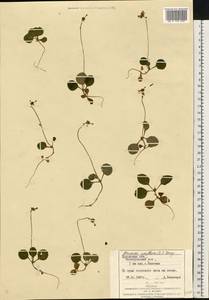 Moneses uniflora (L.) A. Gray, Eastern Europe, West Ukrainian region (E13) (Ukraine)