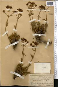 Patrinia intermedia (Hornem.) Roem. & Schult., Middle Asia, Western Tian Shan & Karatau (M3) (Kyrgyzstan)