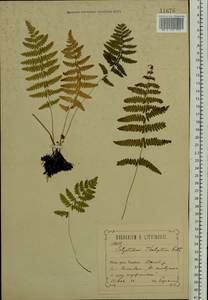 Thelypteris palustris Schott, Eastern Europe, Central forest-and-steppe region (E6) (Russia)