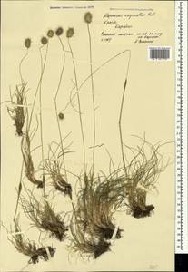 Alopecurus vaginatus (Willd.) Kunth, Crimea (KRYM) (Russia)