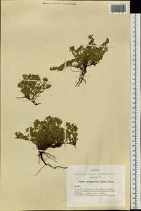 Thymus mongolicus (Ronniger) Ronniger, Siberia, Altai & Sayany Mountains (S2) (Russia)