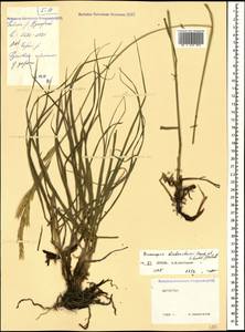 Bromus biebersteinii Roem. & Schult., Caucasus, Dagestan (K2) (Russia)