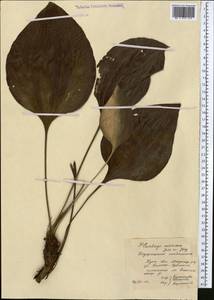 Plantago maxima Juss. ex Jacq., Middle Asia, Northern & Central Kazakhstan (M10) (Kazakhstan)