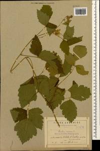 Rubus caesius L., Caucasus, Armenia (K5) (Armenia)