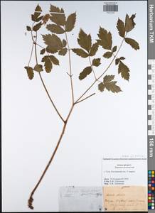 Actaea spicata L., Eastern Europe, Central region (E4) (Russia)