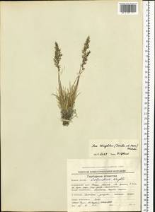 Puccinellia wrightii (Scribn. & Merr.) Tzvelev, Siberia, Chukotka & Kamchatka (S7) (Russia)