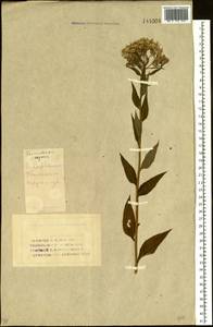 Senecio nemorensis L., Siberia, Western Siberia (S1) (Russia)