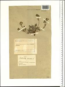 Potentilla sericea L., Siberia, Altai & Sayany Mountains (S2) (Russia)
