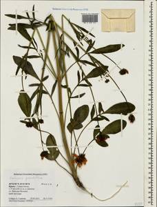Coreopsis grandiflora Hogg ex Sw., Crimea (KRYM) (Russia)