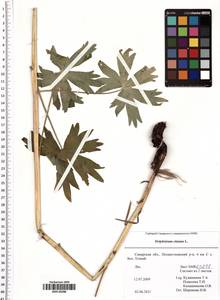 Delphinium elatum L., Eastern Europe, Middle Volga region (E8) (Russia)