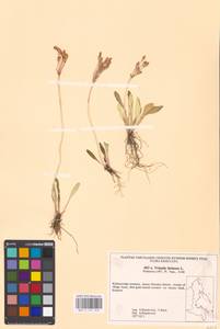 Primula farinosa L., Siberia, Russian Far East (S6) (Russia)