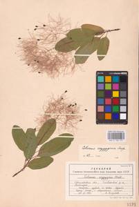 Cotinus coggygria Scop., Eastern Europe, South Ukrainian region (E12) (Ukraine)