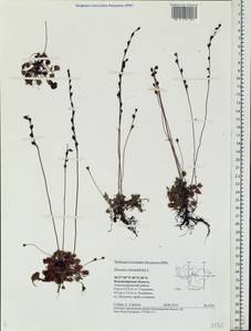 Drosera rotundifolia L., Eastern Europe, Central region (E4) (Russia)