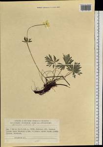 Anemonastrum narcissiflorum subsp. crinitum (Juz.) Raus, Siberia, Yakutia (S5) (Russia)