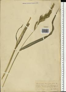 Echinochloa crus-galli (L.) P.Beauv., Eastern Europe, South Ukrainian region (E12) (Ukraine)