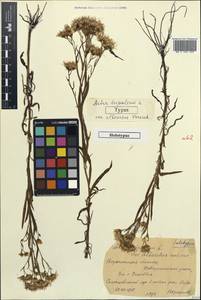 Tripolium albosetum Vasjukov & Saksonov, Eastern Europe, Central forest-and-steppe region (E6) (Russia)