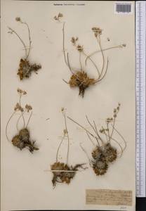 Rosularia alpestris (Kar. & Kir.) Boriss., Middle Asia, Northern & Central Tian Shan (M4) (Kazakhstan)