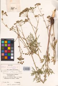 Silaum silaus (L.) Schinz & Thell., Eastern Europe, Lower Volga region (E9) (Russia)