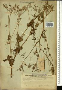 Chaerophyllum aureum L., Caucasus, Azerbaijan (K6) (Azerbaijan)