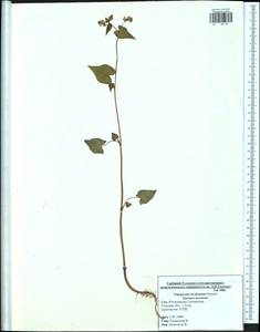 Fagopyrum esculentum Moench, Eastern Europe, Central region (E4) (Russia)