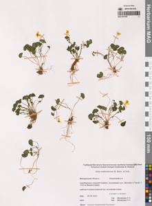 Viola crassa subsp. avatschensis (W.Becker & Hultén) Espeut, Siberia, Chukotka & Kamchatka (S7) (Russia)