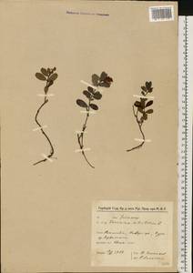 Vaccinium vitis-idaea L., Eastern Europe, North-Western region (E2) (Russia)