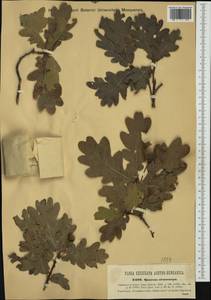 Quercus pubescens Willd. , nom. cons., Western Europe (EUR) (Romania)