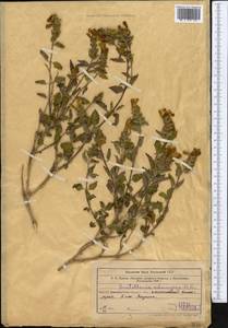 Scutellaria adsurgens Popov, Middle Asia, Western Tian Shan & Karatau (M3) (Uzbekistan)