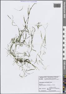 Potamogeton berchtoldii Fieber, Siberia, Central Siberia (S3) (Russia)