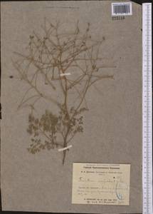 Thalictrum isopyroides C. A. Mey., Middle Asia, Caspian Ustyurt & Northern Aralia (M8) (Kazakhstan)