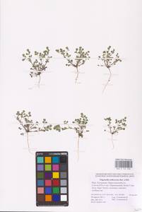 Medicago orthoceras (Kar. & Kir.) Trautv., Eastern Europe, Lower Volga region (E9) (Russia)