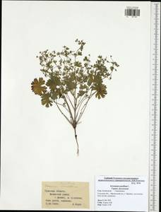 Geranium pusillum L., Eastern Europe, Central region (E4) (Russia)