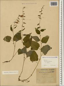Campanula rapunculoides L., Caucasus, Krasnodar Krai & Adygea (K1a) (Russia)