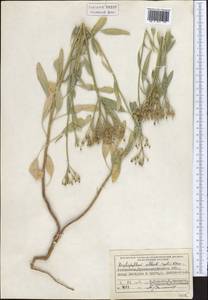 Haplophyllum alberti-regelii Korovin, Middle Asia, Pamir & Pamiro-Alai (M2) (Uzbekistan)