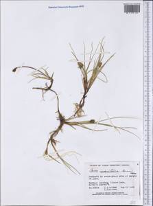 Carex maritima Gunnerus, America (AMER) (Canada)