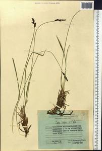 Carex bigelowii subsp. lugens (Holm) T.V.Egorova, Siberia, Russian Far East (S6) (Russia)