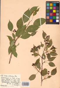 Malus baccata (L.) Borkh., Siberia, Russian Far East (S6) (Russia)