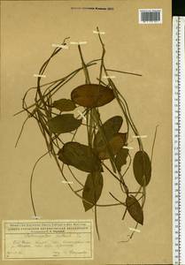 Potamogeton natans L., Eastern Europe, Northern region (E1) (Russia)