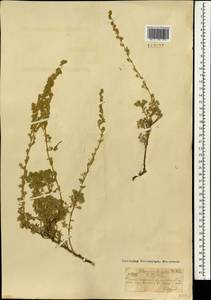 Artemisia frigida Willd., Mongolia (MONG) (Mongolia)