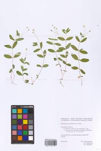 Moehringia lateriflora (L.) Fenzl, Eastern Europe, Western region (E3) (Russia)