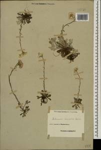 Antennaria caucasica Boriss., Caucasus, Georgia (K4) (Georgia)