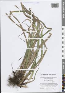 Carex pilosa Scop., Eastern Europe, Middle Volga region (E8) (Russia)
