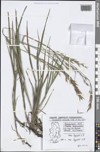 Bromus carinatus Hook. & Arn., Eastern Europe, Volga-Kama region (E7) (Russia)