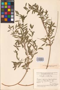 Onobrychis viciifolia Scop., Eastern Europe, North-Western region (E2) (Russia)