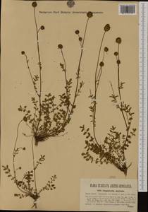 Poterium sanguisorba subsp. polygamum (Waldst. & Kit.) Asch. & Graebn., Western Europe (EUR) (Croatia)